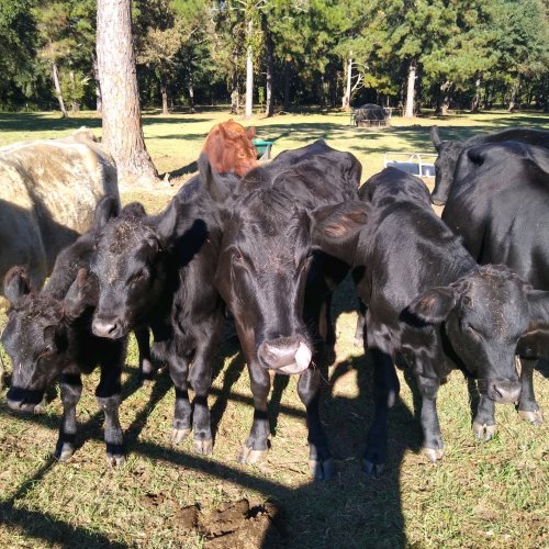 Green Oak Angus Cows